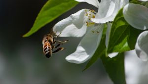 Превью обои пчела, лепестки, цветок, листья, макро