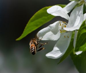 Превью обои пчела, лепестки, цветок, листья, макро