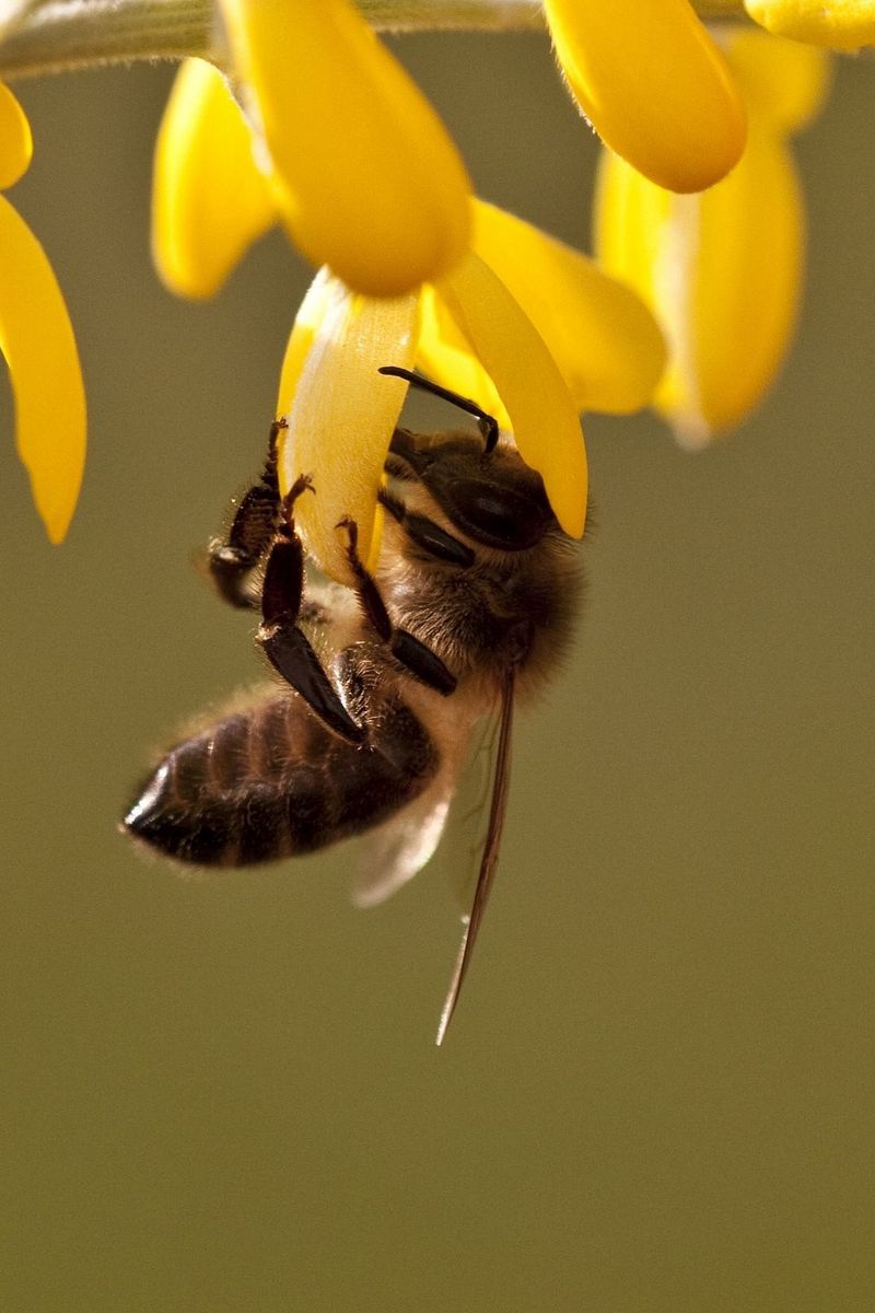 Bee is here. Пчела макро. Пчела с обножкой. Пчела заставка на телефон. Пчелы на растениях.