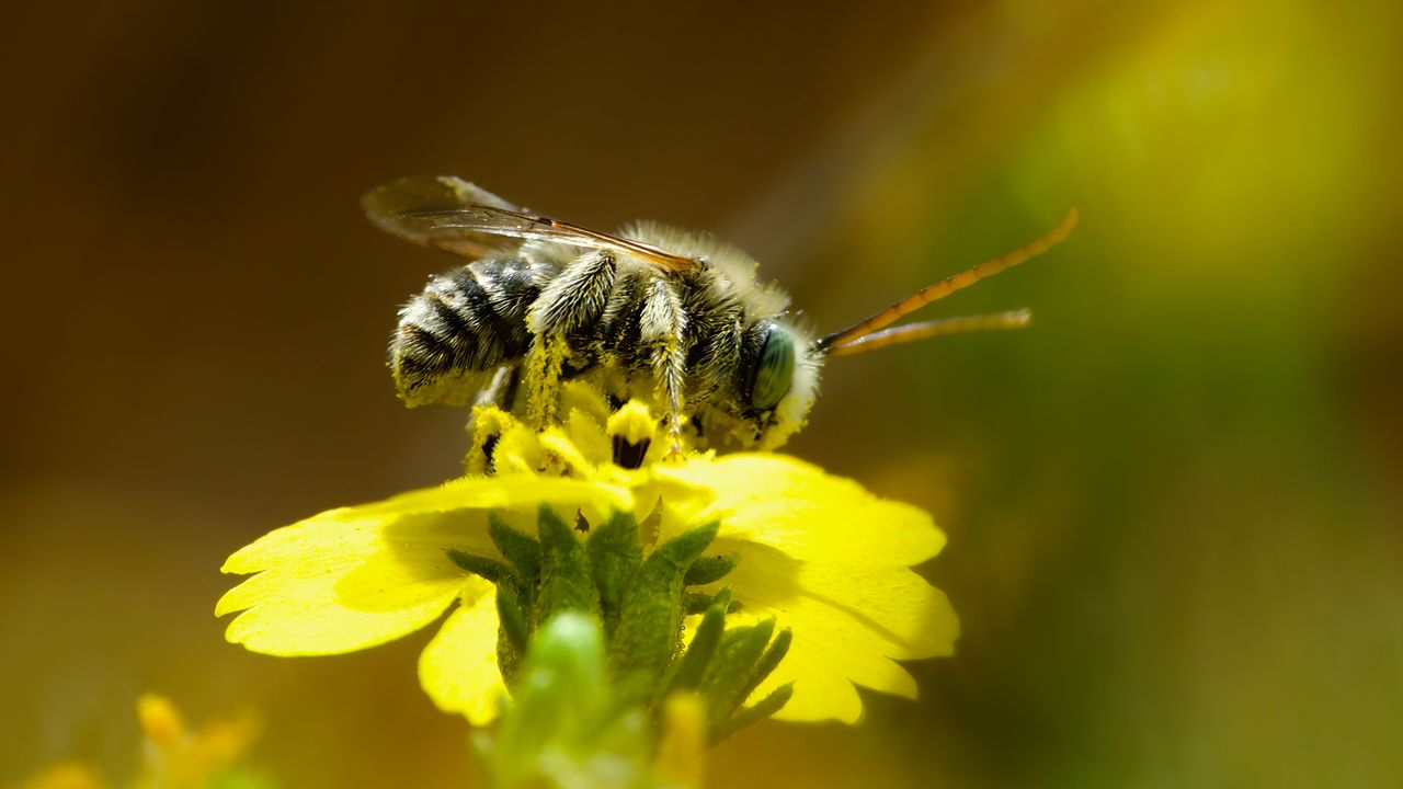 Обои пчела, макро, цветок, желтый, размытие