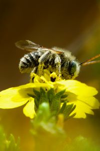 Превью обои пчела, макро, цветок, желтый, размытие