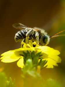 Превью обои пчела, макро, цветок, желтый, размытие