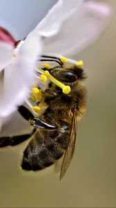Превью обои пчела, макро, цветок, размытие