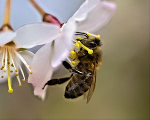 Превью обои пчела, макро, цветок, размытие