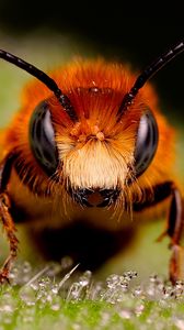 Превью обои пчела, насекомое, глаза, поверхность, капли