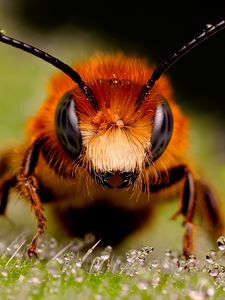 Превью обои пчела, насекомое, глаза, поверхность, капли