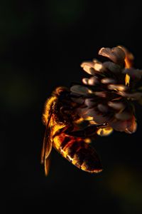 Превью обои пчела, насекомое, клевер, цветок, макро