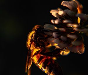Превью обои пчела, насекомое, клевер, цветок, макро