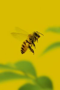 Превью обои пчела, насекомое, макро, желтый