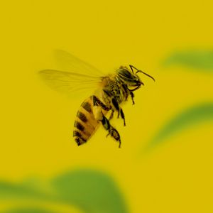 Превью обои пчела, насекомое, макро, желтый