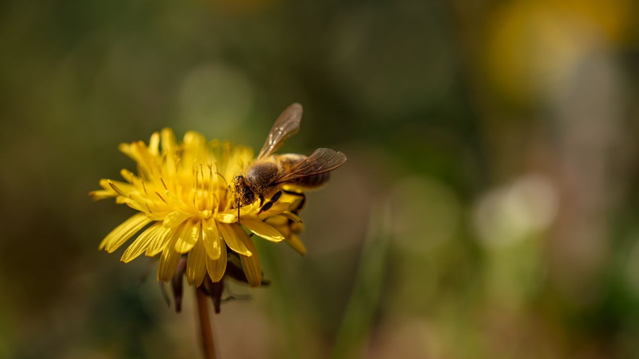 Обои пчела, насекомое, одуванчик, цветок, макро