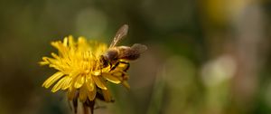 Превью обои пчела, насекомое, одуванчик, цветок, макро