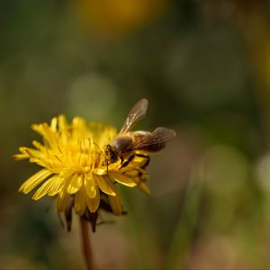 Превью обои пчела, насекомое, одуванчик, цветок, макро