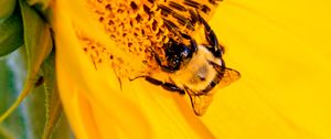 Превью обои пчела, насекомое, подсолнух, лепестки, макро, желтый