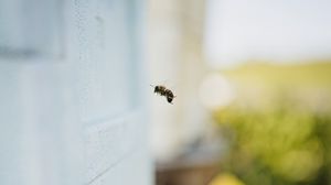 Превью обои пчела, насекомое, полет, пень