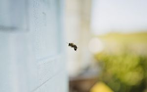 Превью обои пчела, насекомое, полет, пень