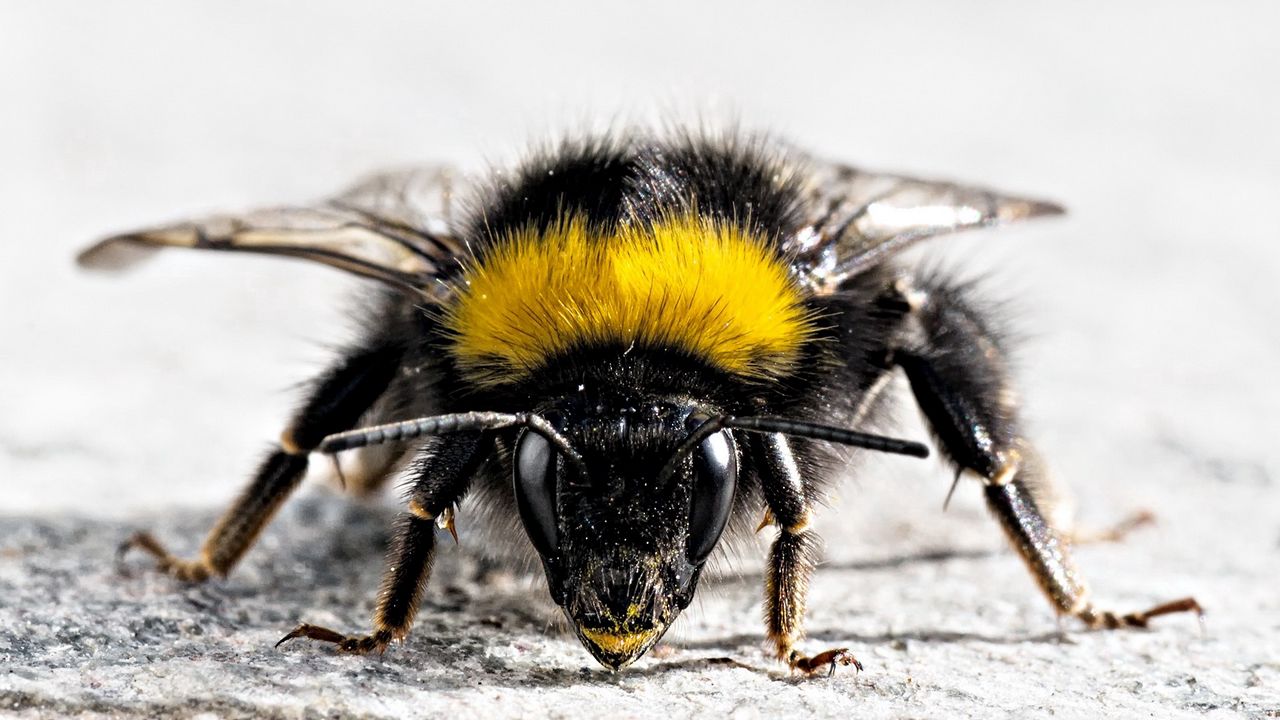 Обои пчела, насекомое, поверхность, крылья, полосатый