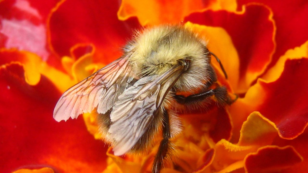Обои пчела, насекомое, цветок, макро, опыление, нектар