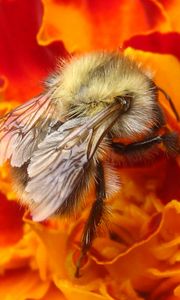 Превью обои пчела, насекомое, цветок, макро, опыление, нектар