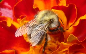 Превью обои пчела, насекомое, цветок, макро, опыление, нектар
