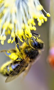 Превью обои пчела, насекомое, цветок, пыльца, размытие, макро