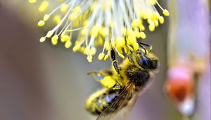 Превью обои пчела, насекомое, цветок, пыльца, размытие, макро