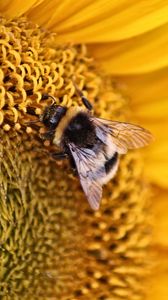 Превью обои пчела, насекомое, цветок, макро, желтый