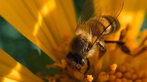 Превью обои пчела, насекомое, цветок, пыльца, макро, желтый