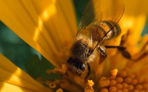 Превью обои пчела, насекомое, цветок, пыльца, макро, желтый