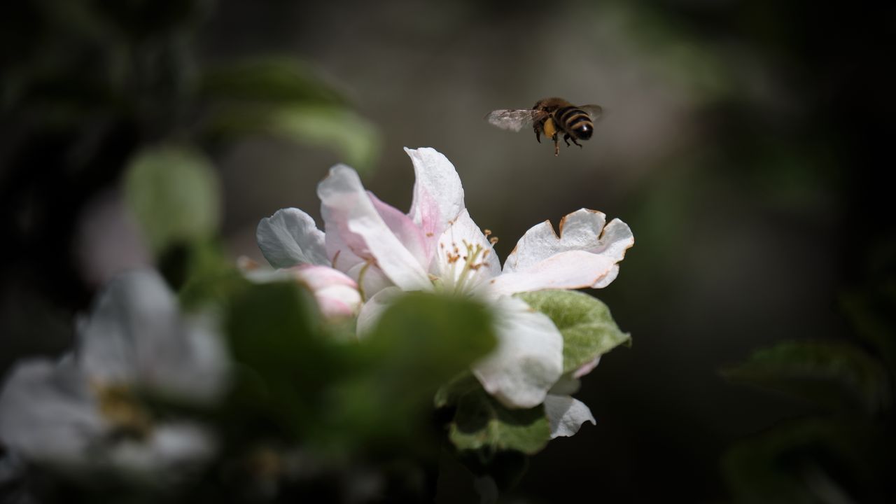 Обои пчела, насекомое, цветок, лепестки, макро