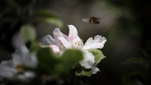 Превью обои пчела, насекомое, цветок, лепестки, макро