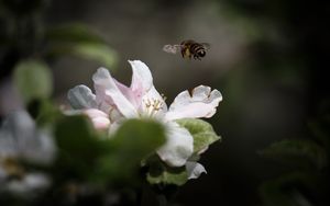Превью обои пчела, насекомое, цветок, лепестки, макро