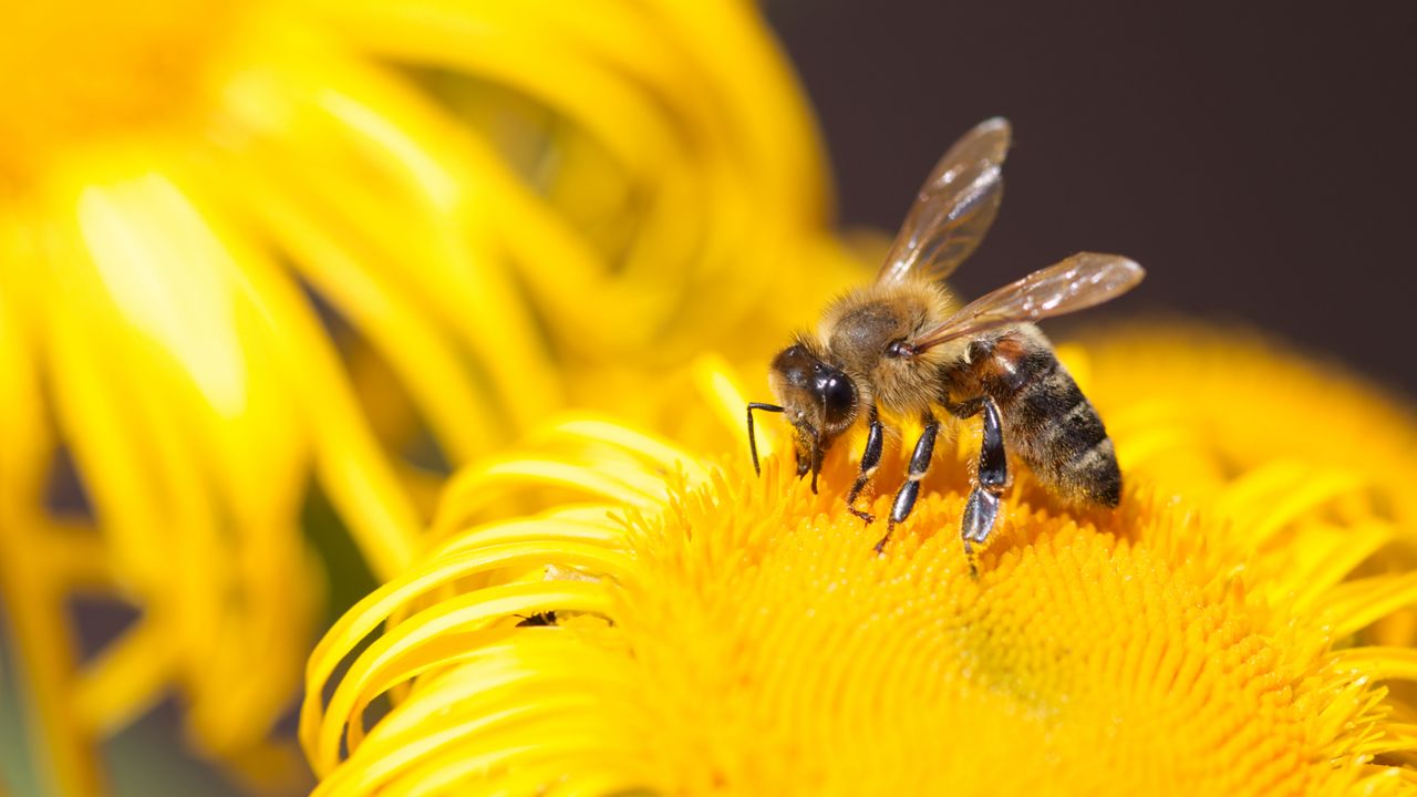 Обои пчела, насекомое, цветок, желтый, макро