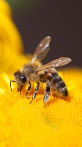 Превью обои пчела, насекомое, цветок, желтый, макро
