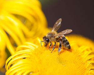 Превью обои пчела, насекомое, цветок, желтый, макро