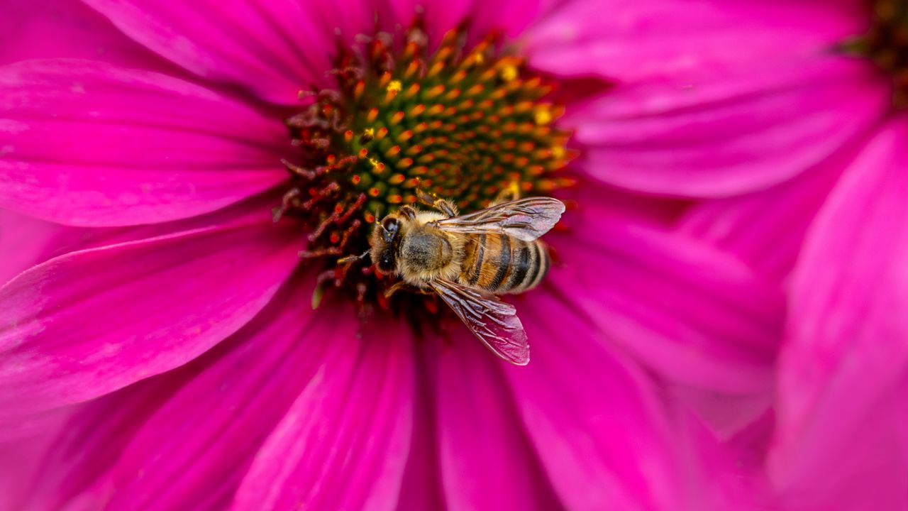 Обои пчела, насекомое, цветок, лепестки, розовый, макро
