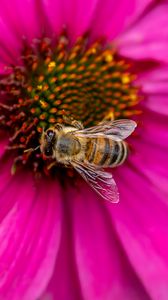 Превью обои пчела, насекомое, цветок, лепестки, розовый, макро