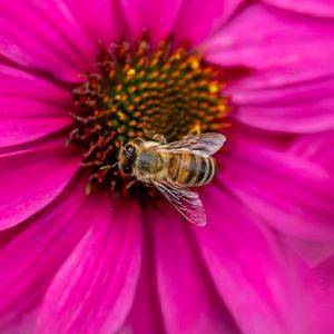 Превью обои пчела, насекомое, цветок, лепестки, розовый, макро