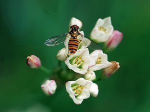 Превью обои пчела, насекомое, цветок, опыление