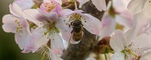 Превью обои пчела, насекомое, цветы, сакура, дикая природа