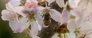 Превью обои пчела, насекомое, цветы, сакура, дикая природа