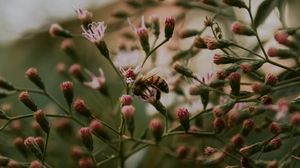 Превью обои пчела, насекомое, цветы, растение