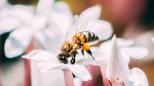 Превью обои пчела, насекомое, цветы, макро, цветение