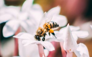 Превью обои пчела, насекомое, цветы, макро, цветение