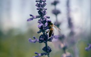Превью обои пчела, насекомое, цветы, растение, макро