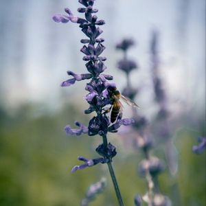 Превью обои пчела, насекомое, цветы, растение, макро