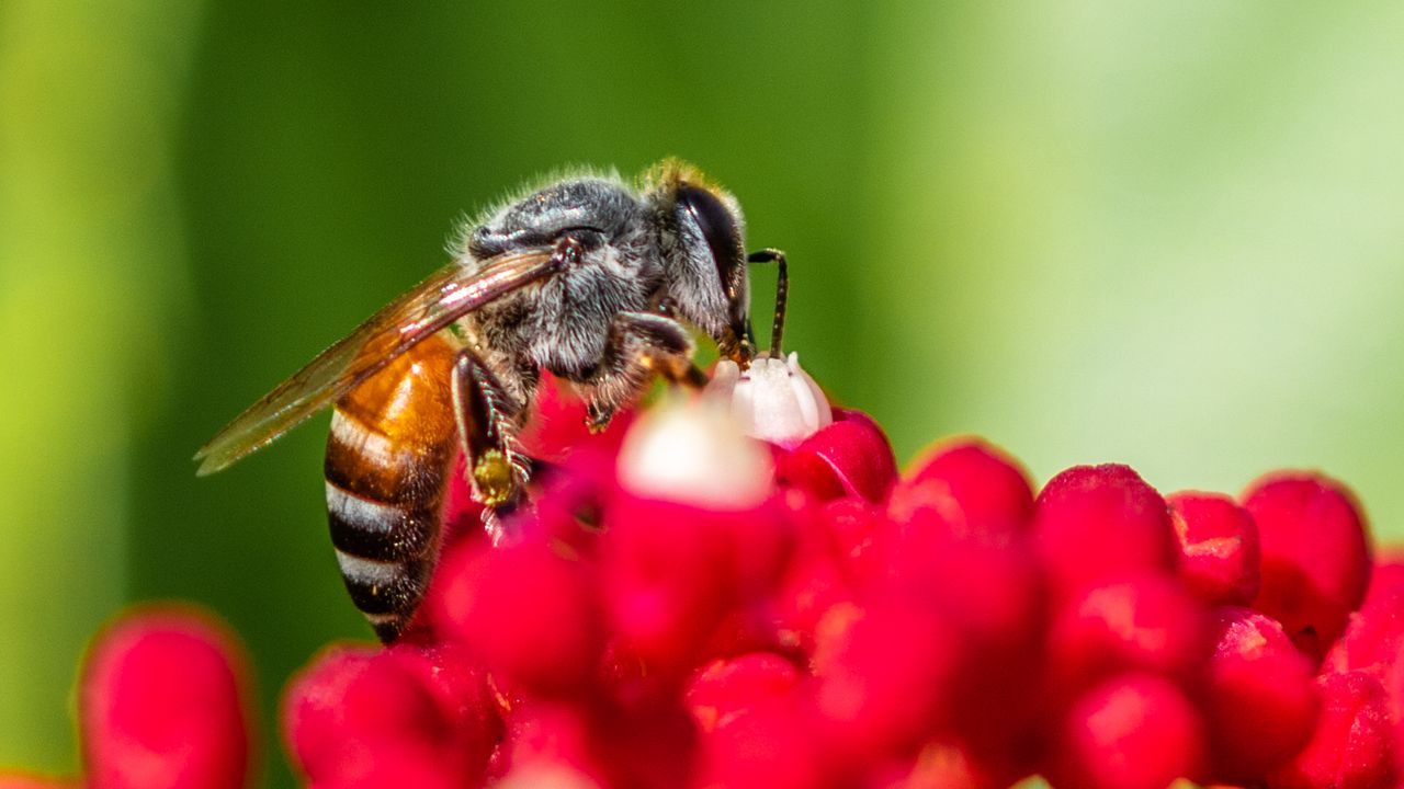 Обои пчела, насекомое, цветы, макро, яркий
