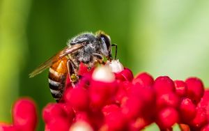 Превью обои пчела, насекомое, цветы, макро, яркий