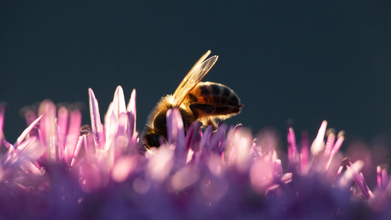 Обои пчела, насекомое, цветы, лепестки, макро, фиолетовый