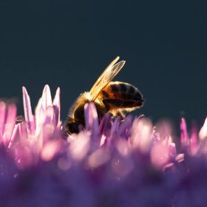 Превью обои пчела, насекомое, цветы, лепестки, макро, фиолетовый